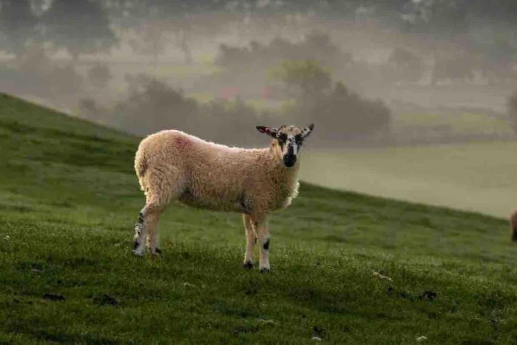 Ingledale Apartment, Ingleton, Yorkshire Dales National Park, Famous Three Peaks, Near The Lake District, Pets Are Welcome 英格尔顿 外观 照片